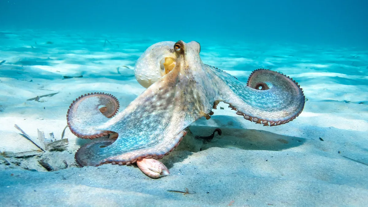 An octopus moves along the floor of the ocean. The octopus, which is various shades of blue with a touch of yellow, blends in with the blue surrounding.